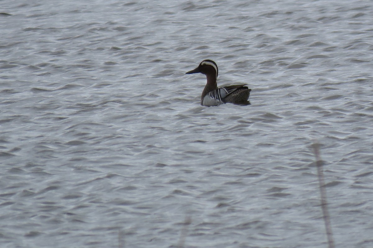 Garganey - Ravi Grewal