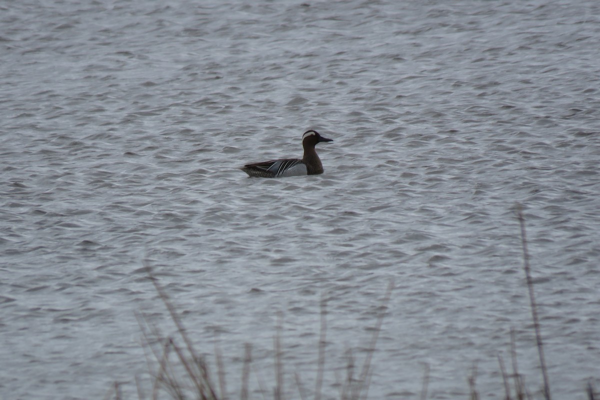 Garganey - Ravi Grewal