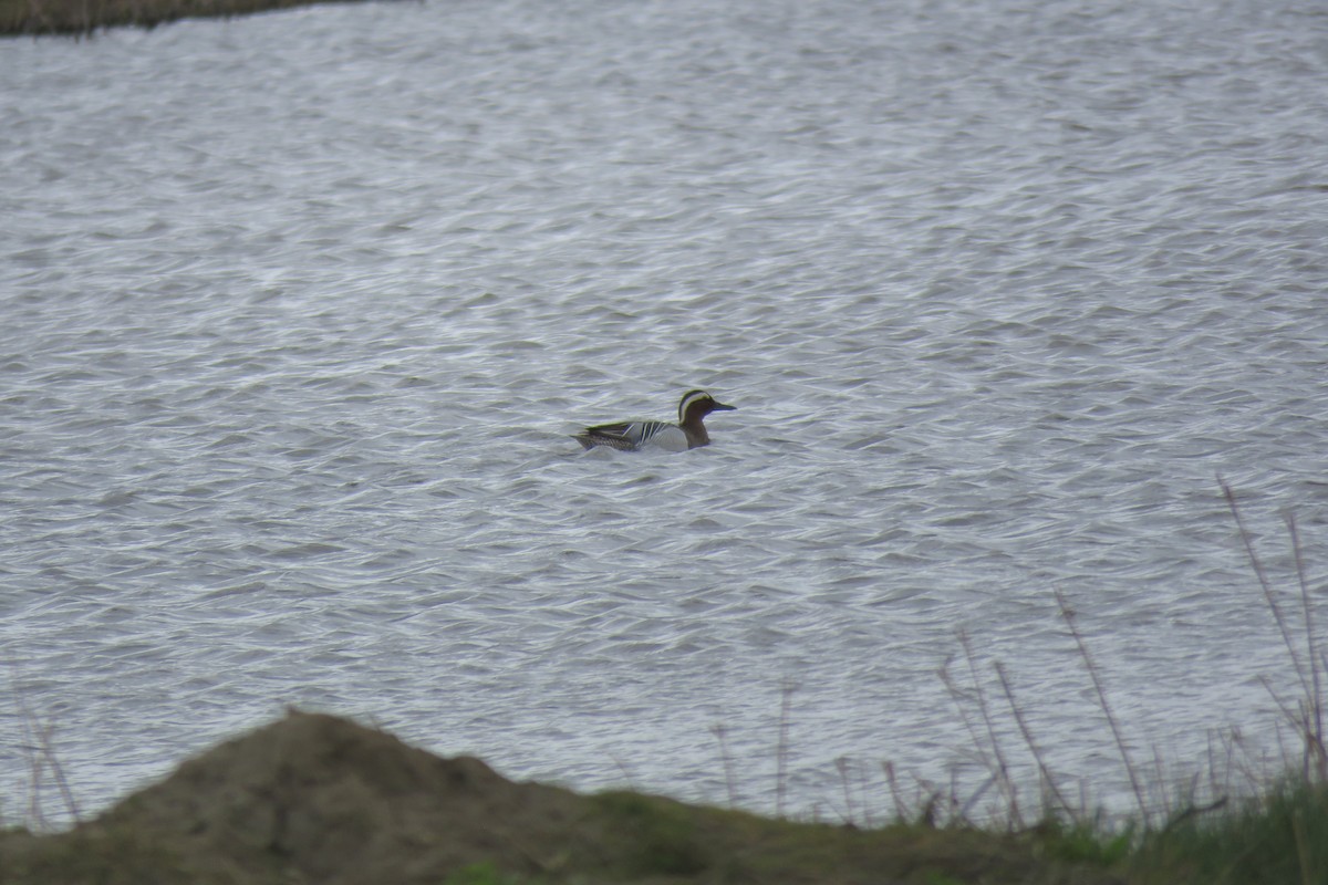 Garganey - Ravi Grewal