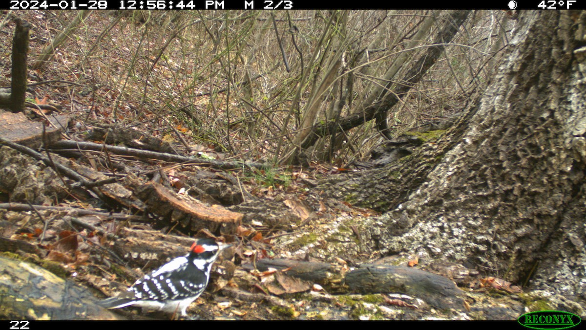 Downy Woodpecker - Art Drauglis