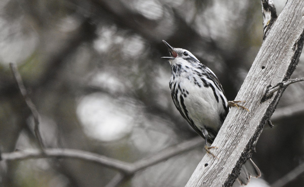 Black-and-white Warbler - ML616826292