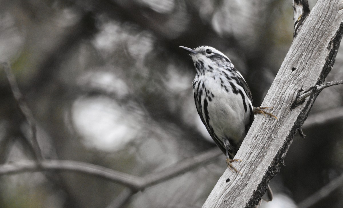 Black-and-white Warbler - ML616826300