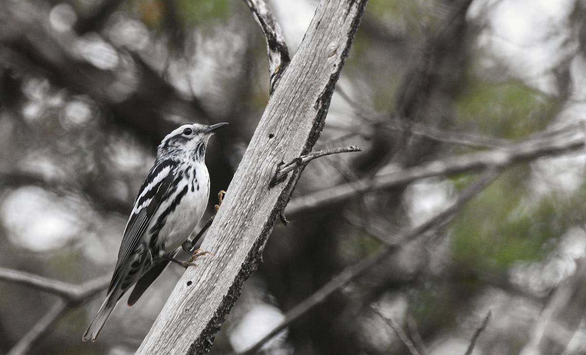 Black-and-white Warbler - ML616826301