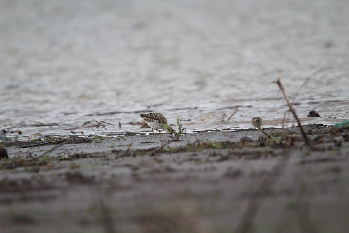 Ruff - Rugezi Ornithology Center