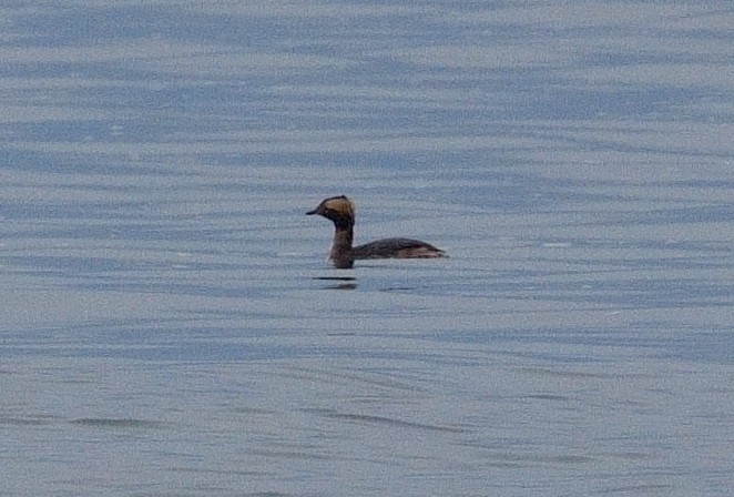 Horned Grebe - Bill Thompson