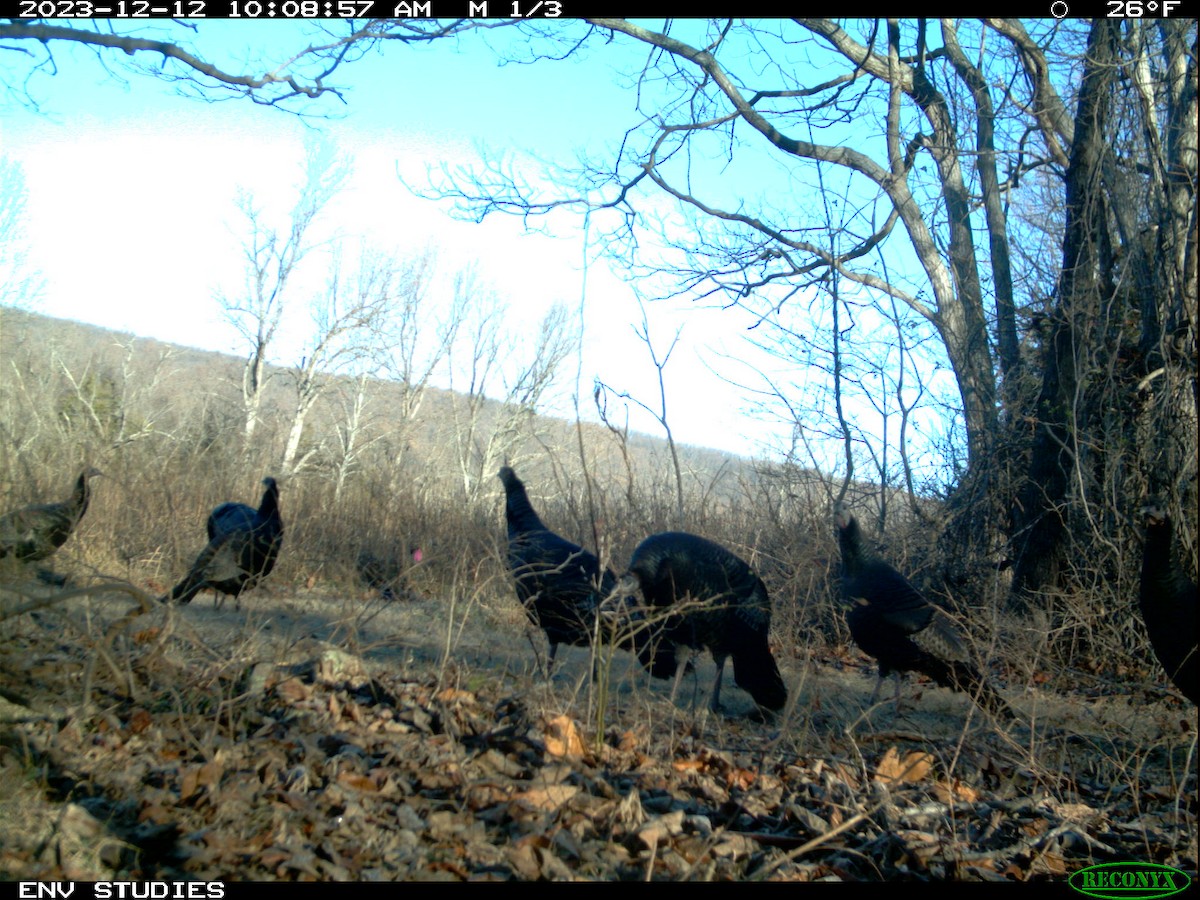 Wild Turkey - ML616826370