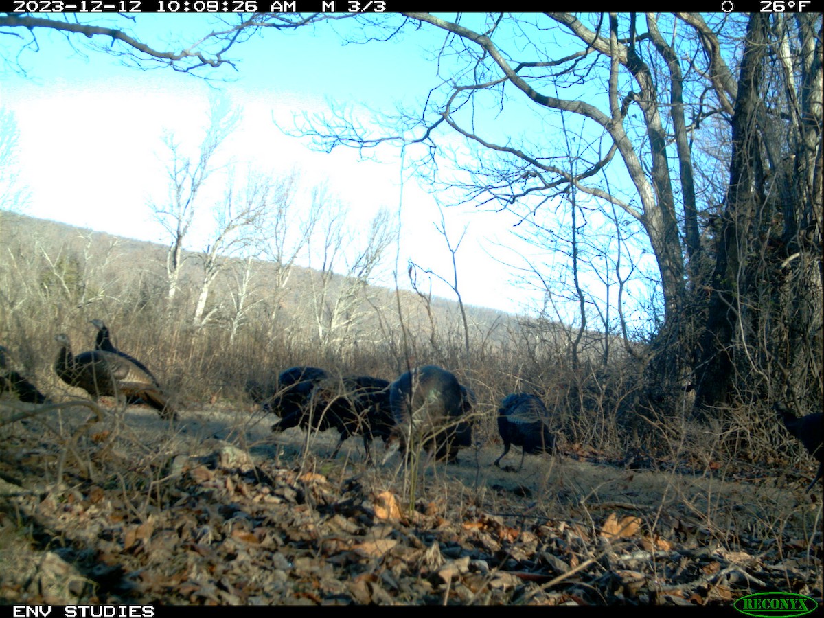 Wild Turkey - ML616826371