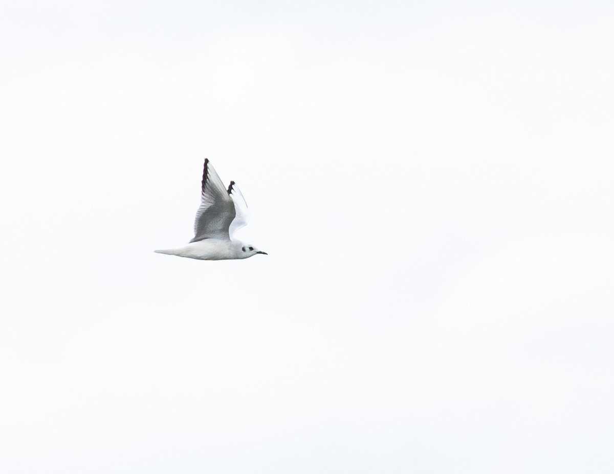Бонапартова чайка - ML616826383