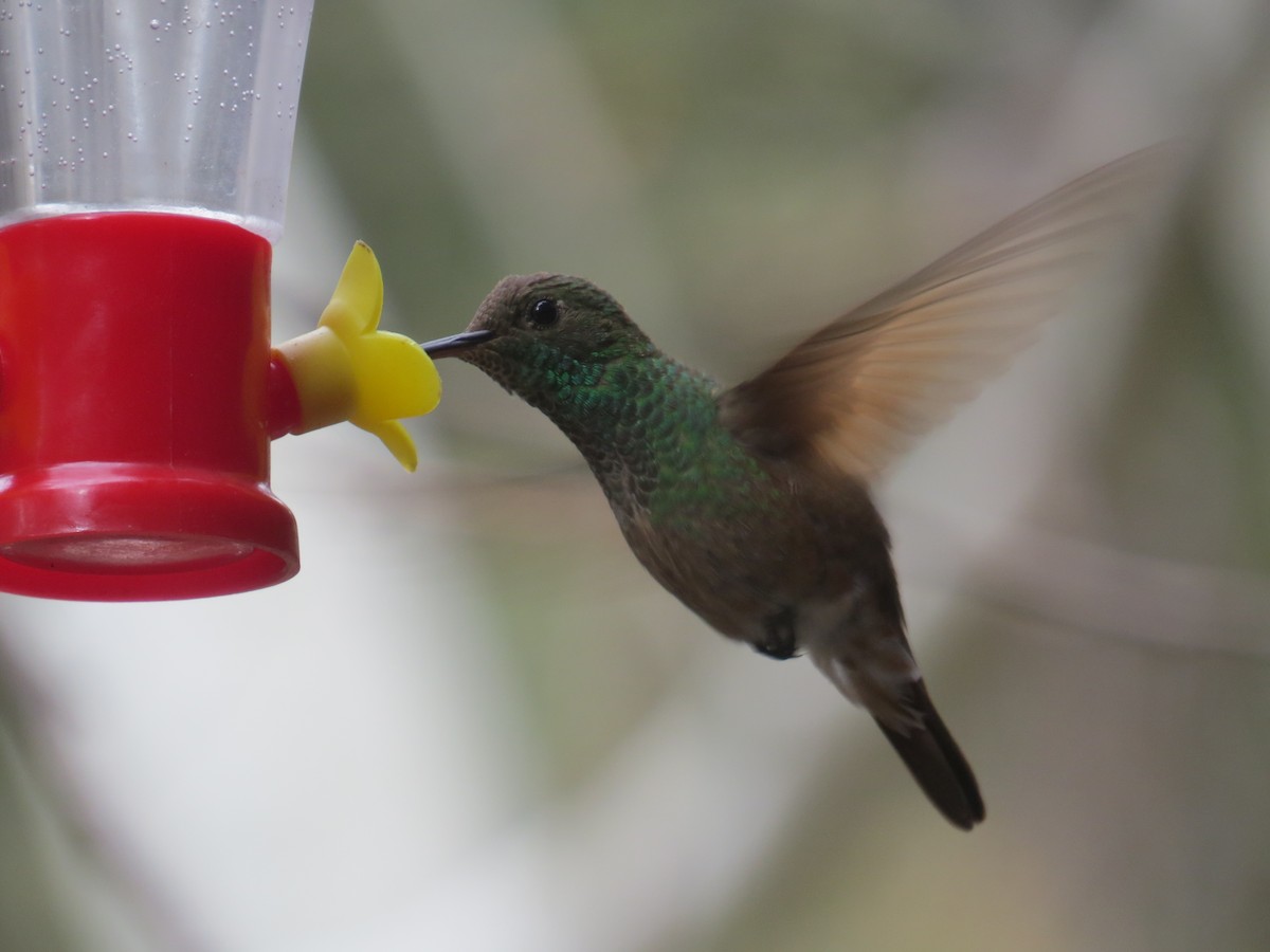 Berylline Hummingbird - ML616826385