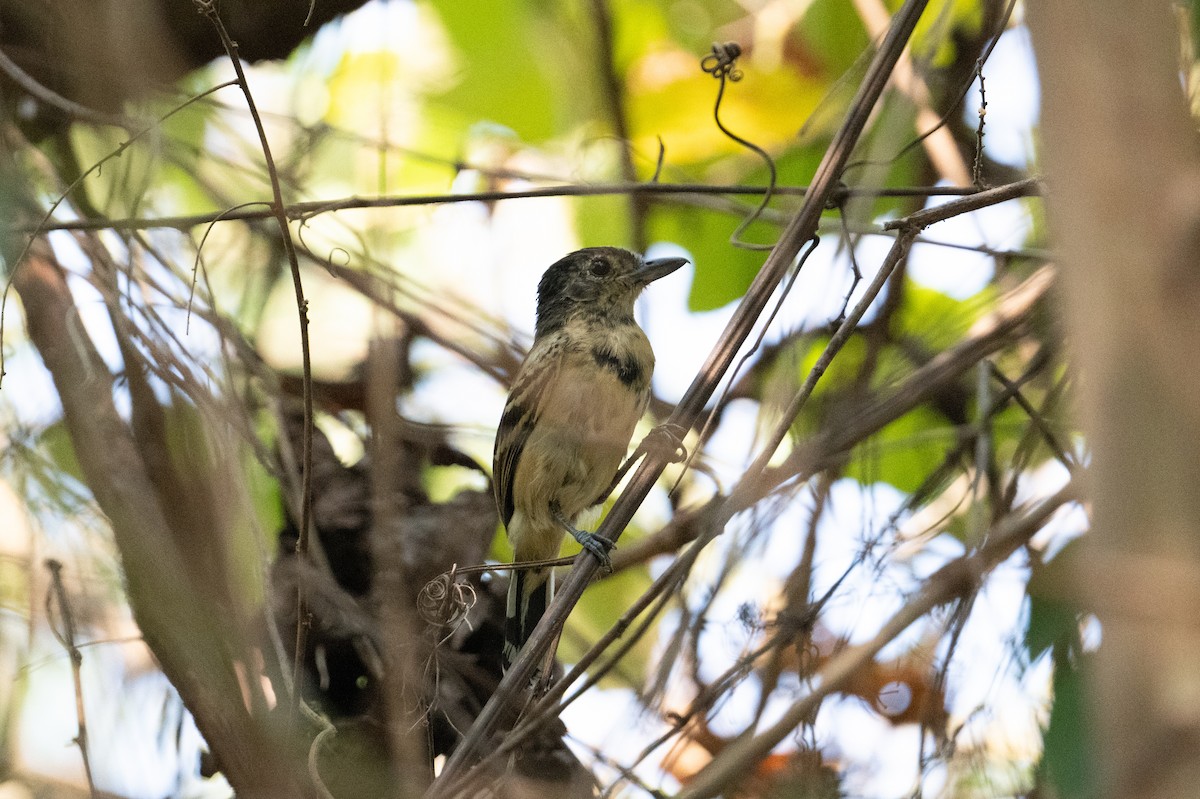 Black-backed Antshrike - ML616826410