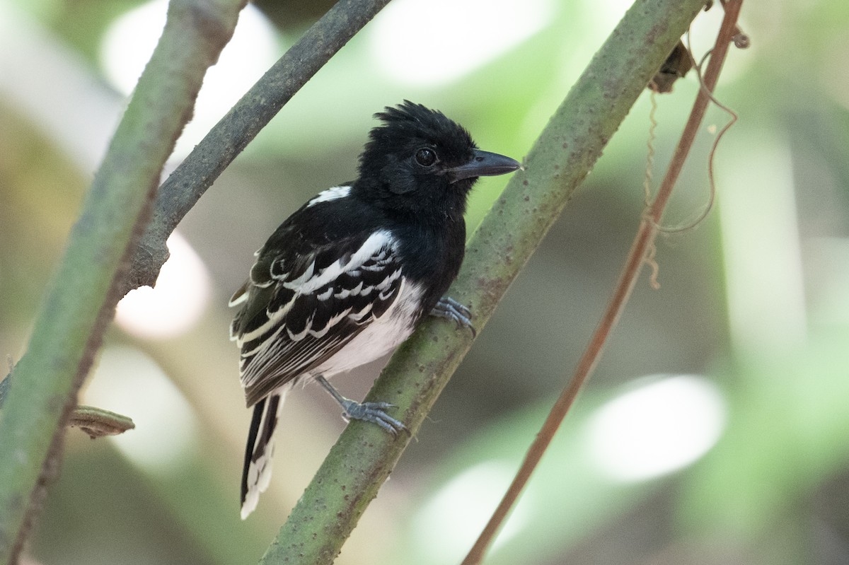 Black-backed Antshrike - ML616826424