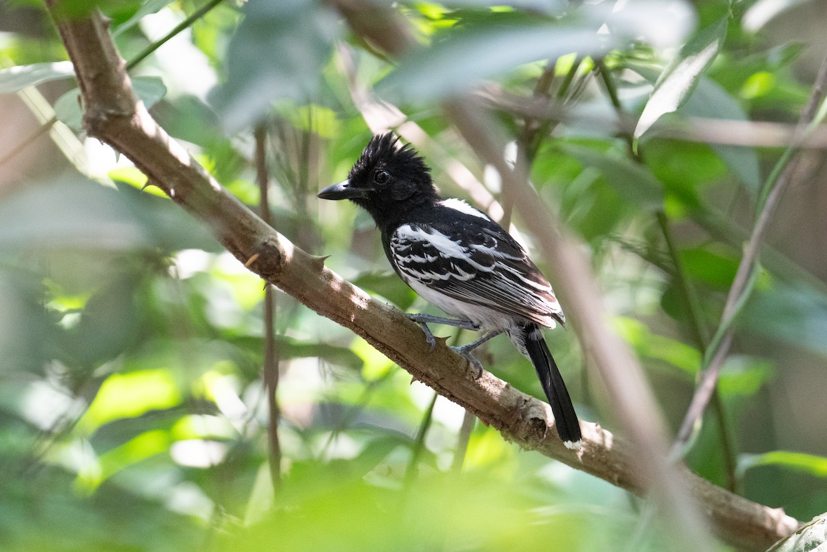 Black-backed Antshrike - ML616826425