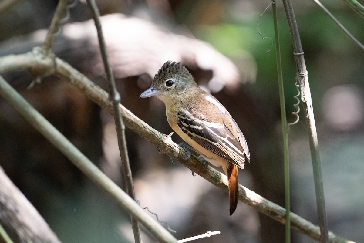 Black-backed Antshrike - ML616826426