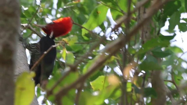 Pale-billed Woodpecker - ML616826428