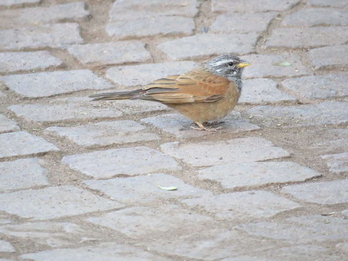 House Bunting - ML616826432