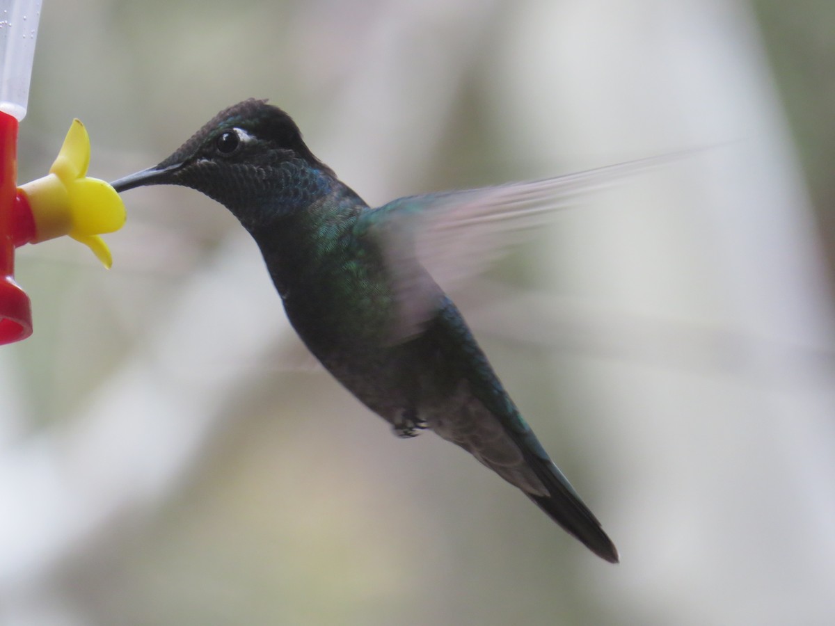 Rivoli's Hummingbird - John Brenneman
