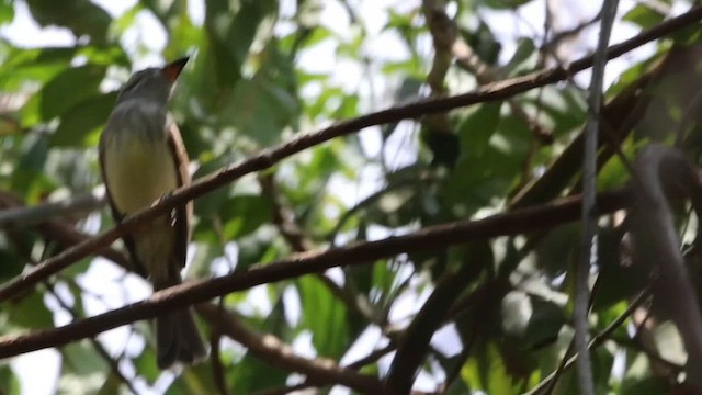 Flammulated Flycatcher - ML616826448