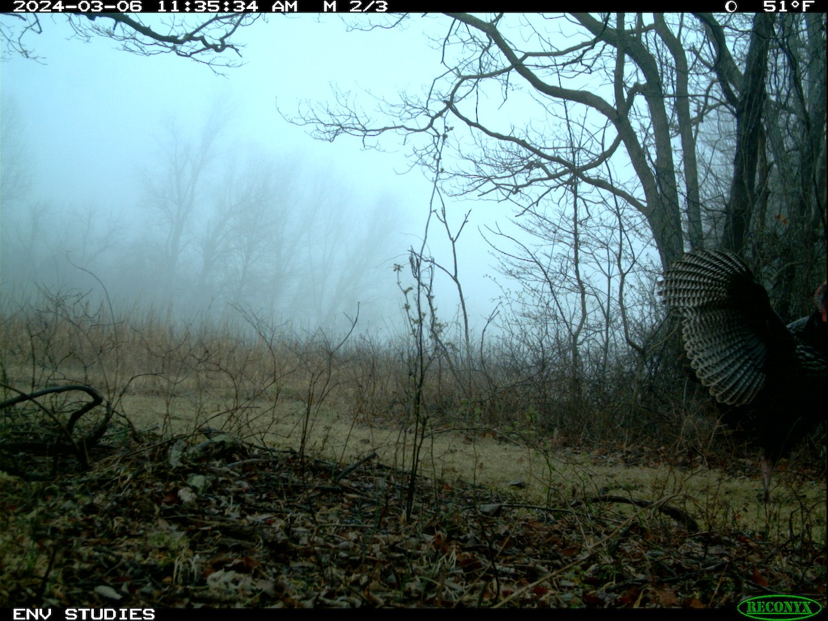 Wild Turkey - ML616826463