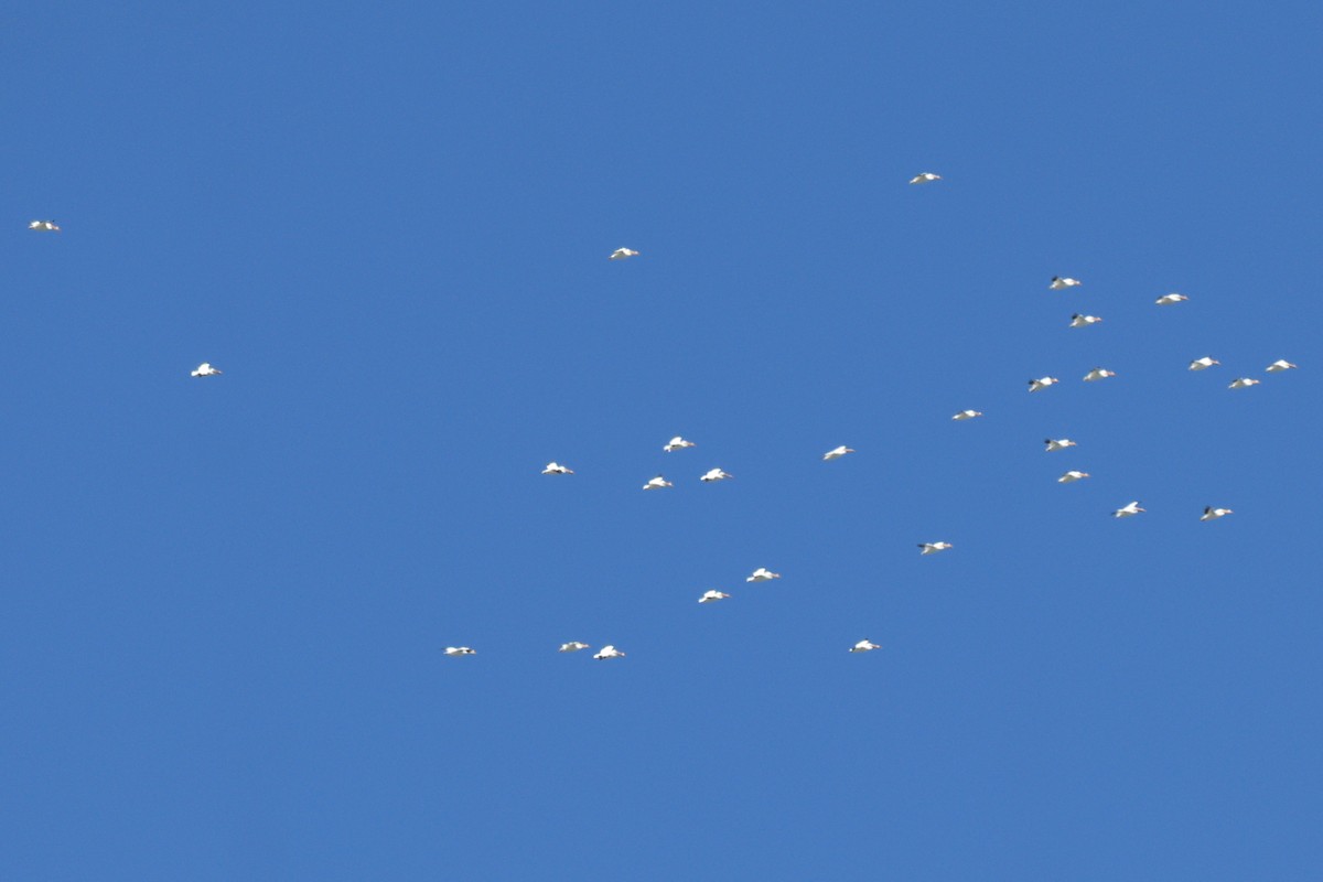 American White Pelican - ML616826473