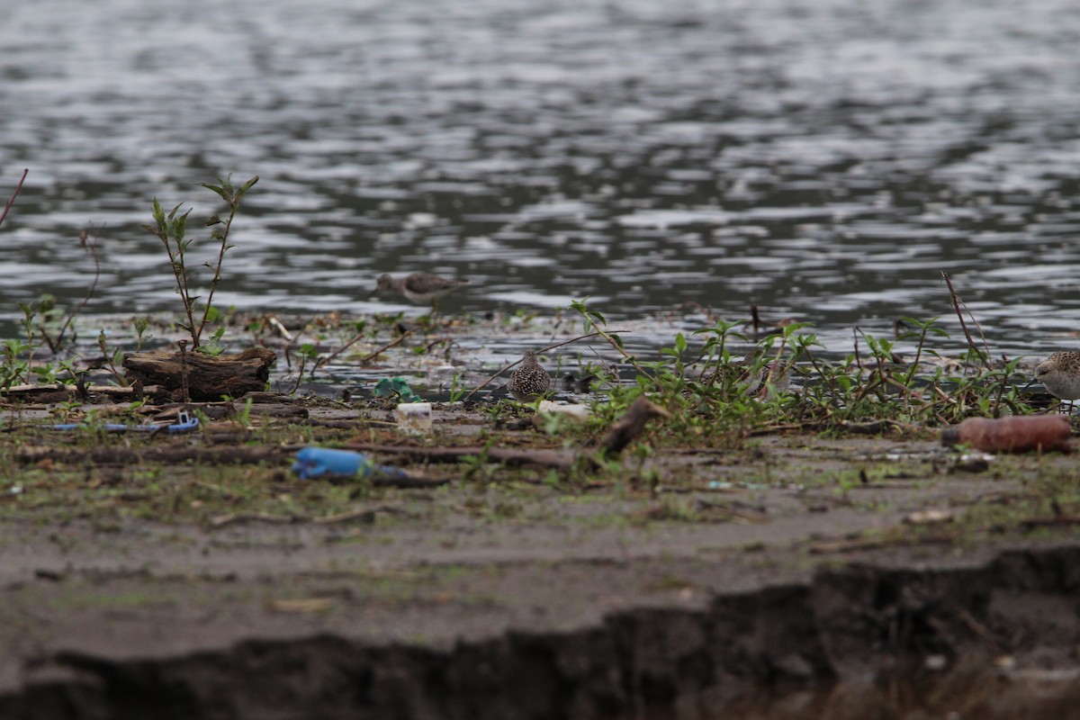 Wood Sandpiper - Rugezi Ornithology Center