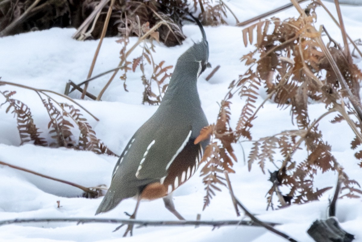 Mountain Quail - ML616826481