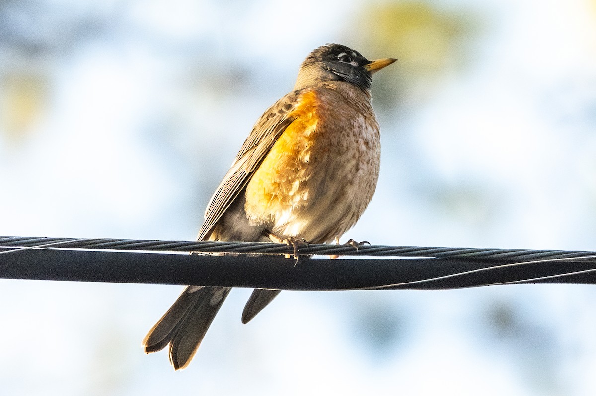 American Robin - ML616826484