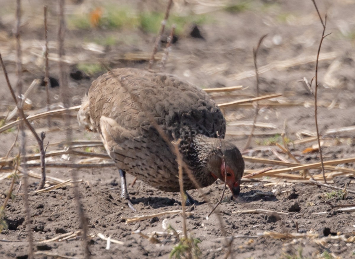 Swainson's Spurfowl - ML616826506