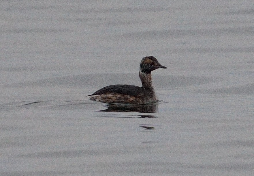 Horned Grebe - ML616826515