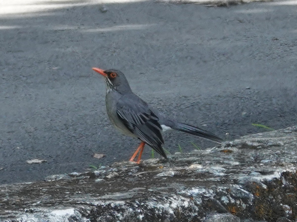 Red-legged Thrush (Antillean) - ML616826538