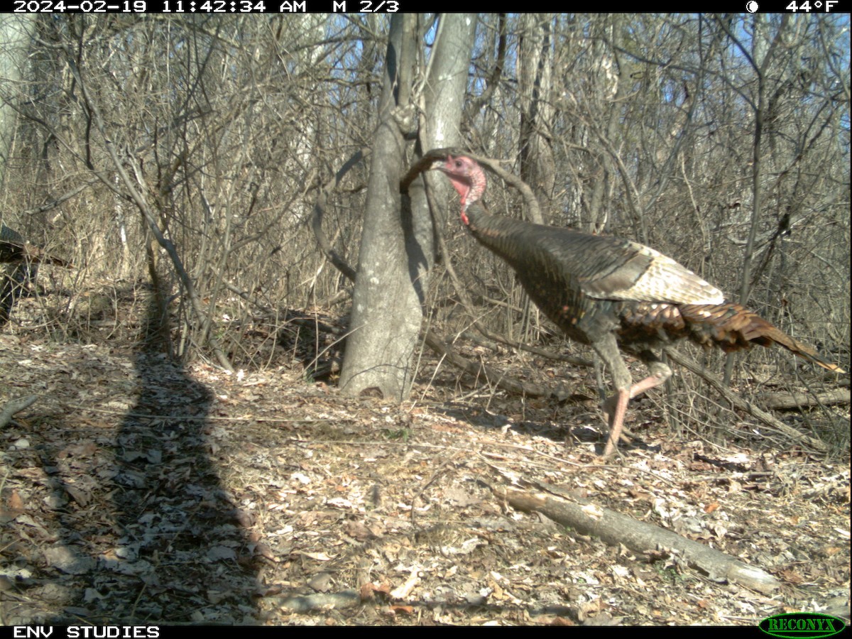 Guajolote Gallipavo - ML616826549