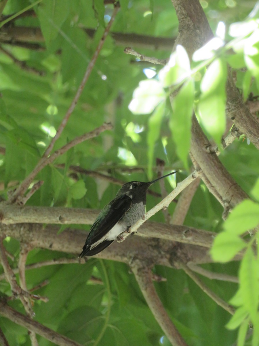 Anna's Hummingbird - Aaron Jones