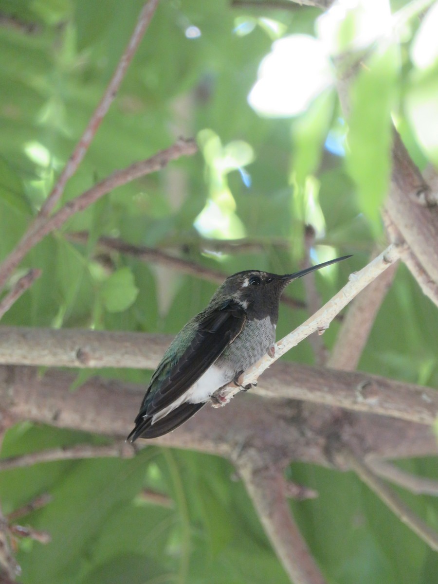Anna's Hummingbird - ML616826556