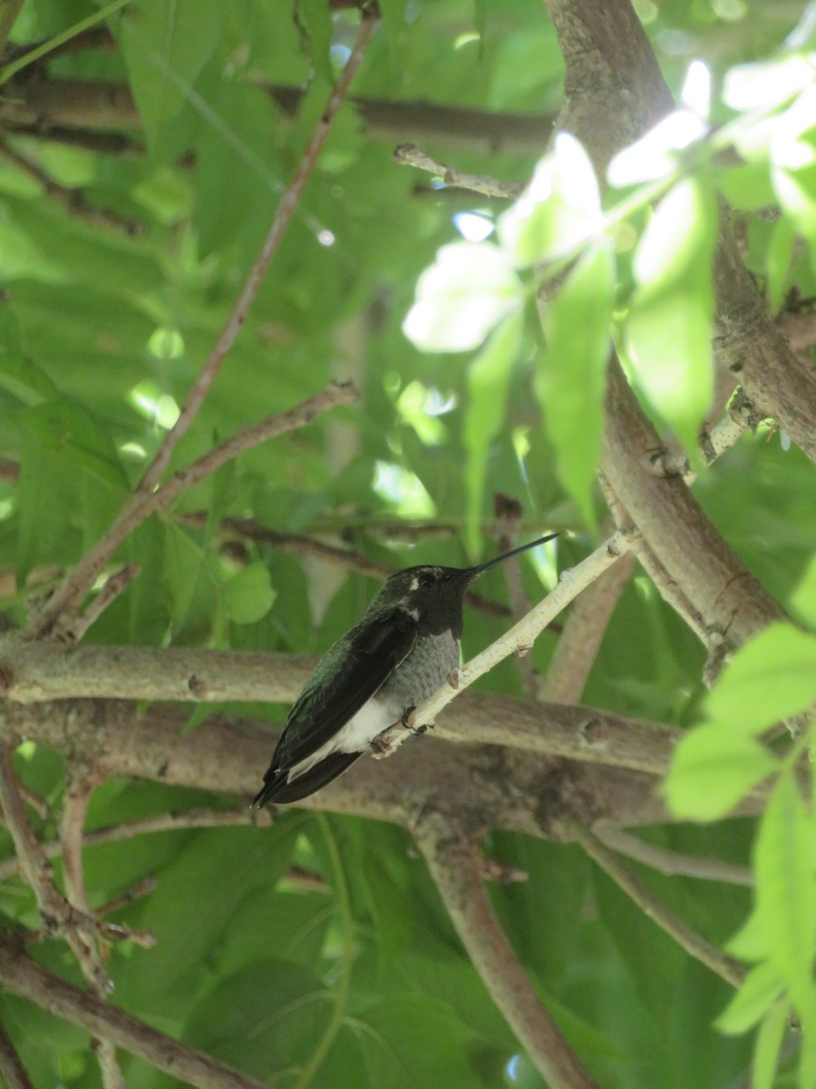 Anna's Hummingbird - ML616826557