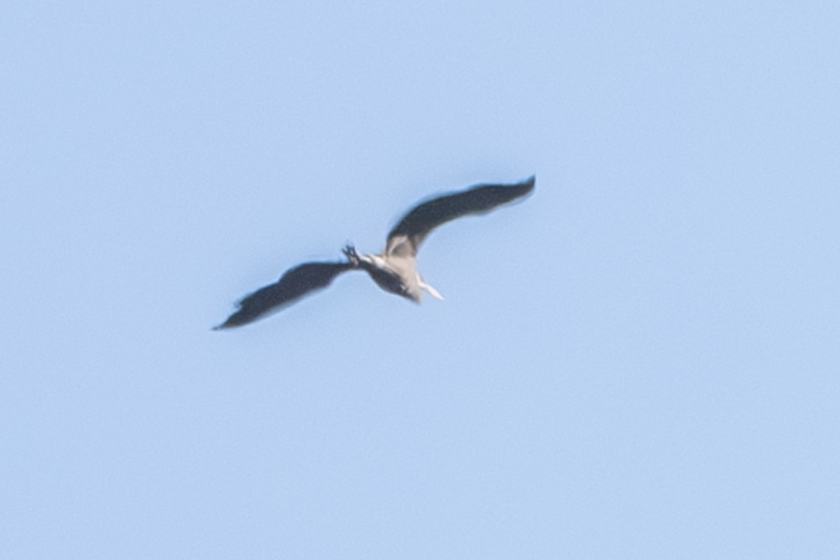 Great Blue Heron - ML616826558