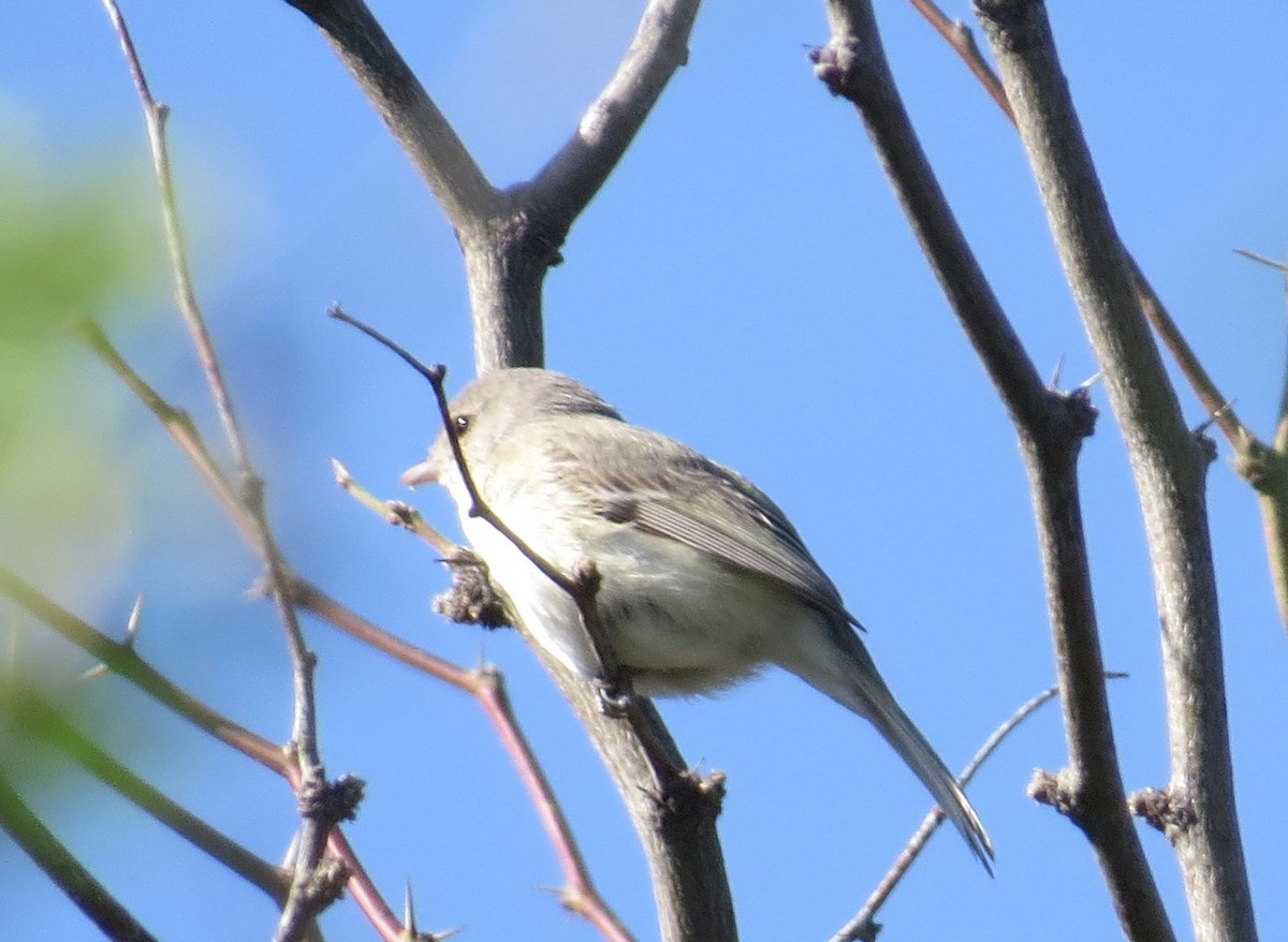 Bell's Vireo - John Brenneman