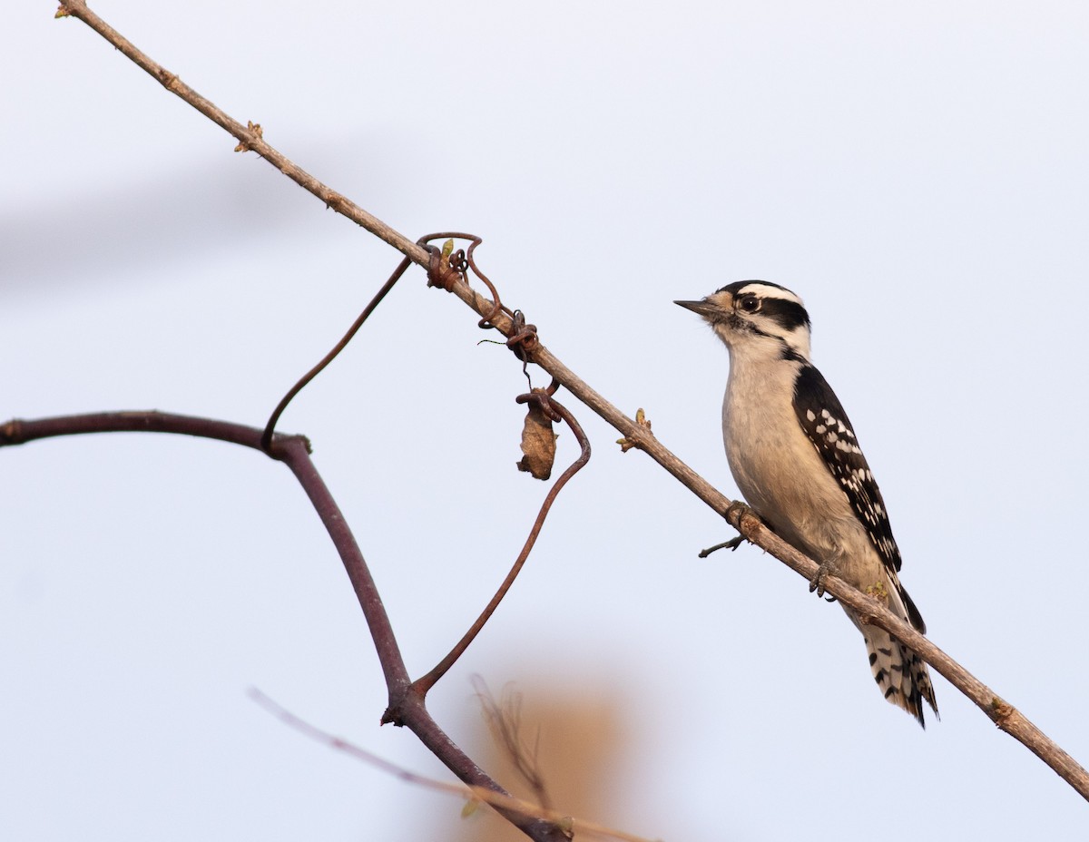 Downy Woodpecker (Eastern) - ML616826626
