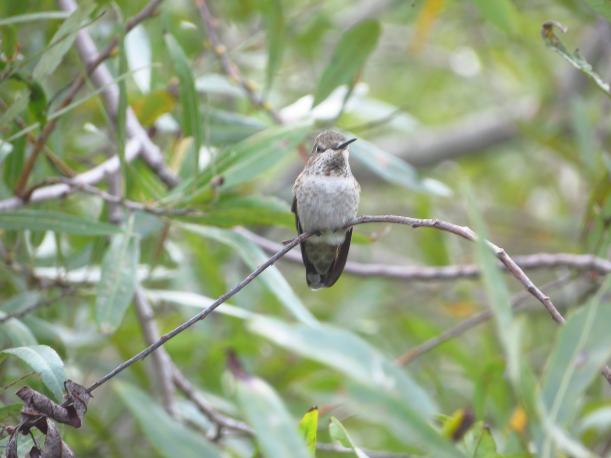 Anna's Hummingbird - ML616826629