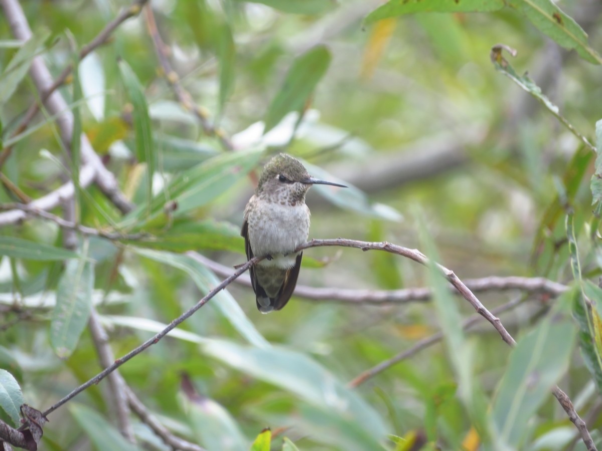 Anna's Hummingbird - ML616826630