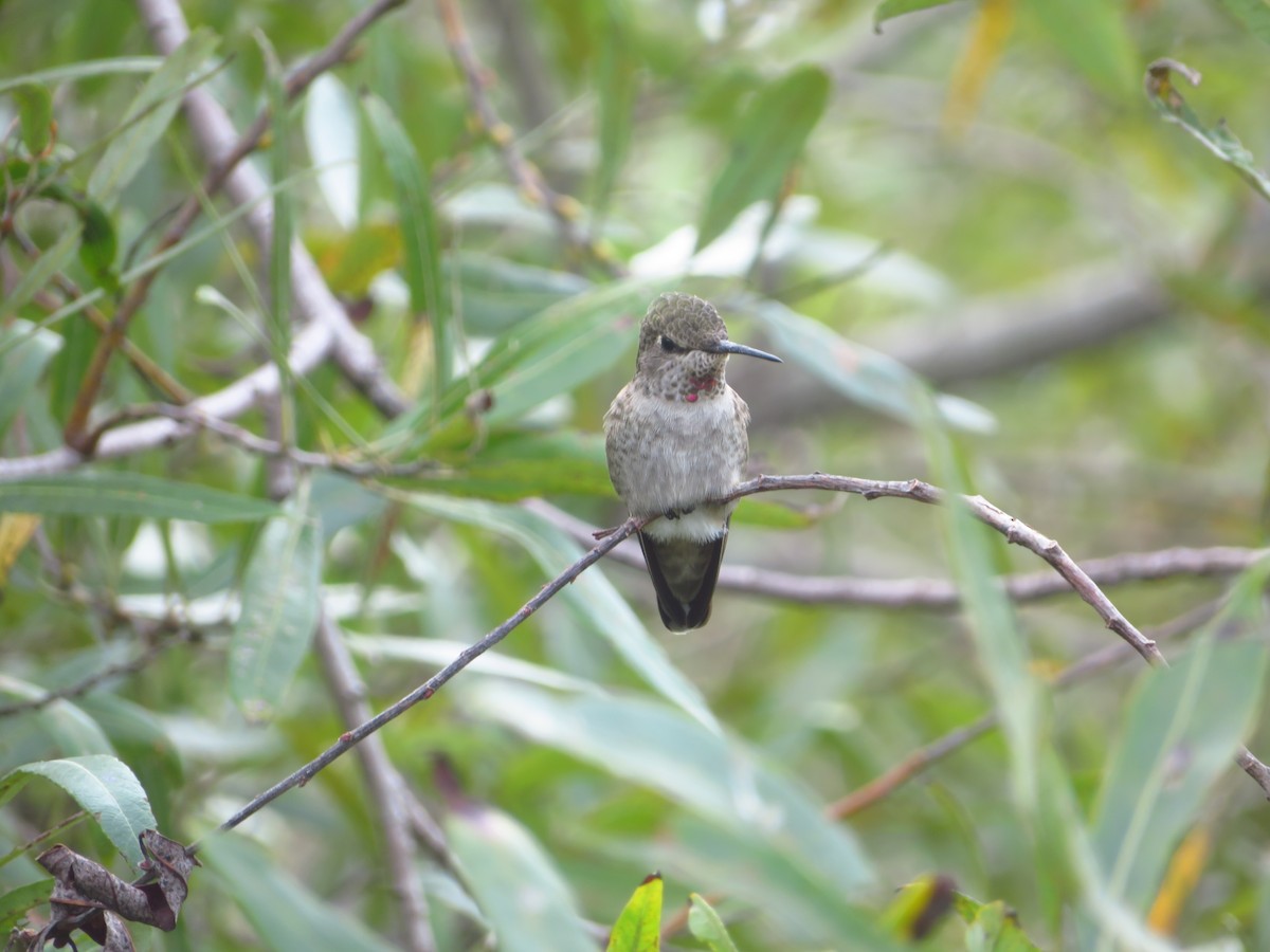 Anna's Hummingbird - ML616826632