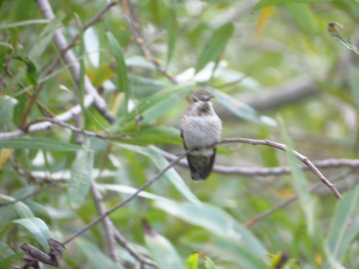 Anna's Hummingbird - ML616826633