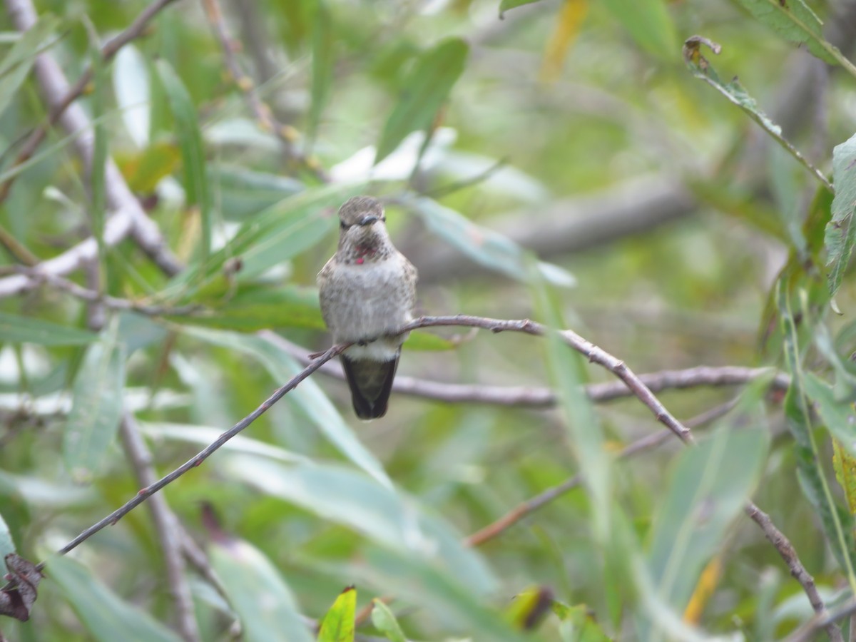 Anna's Hummingbird - ML616826634