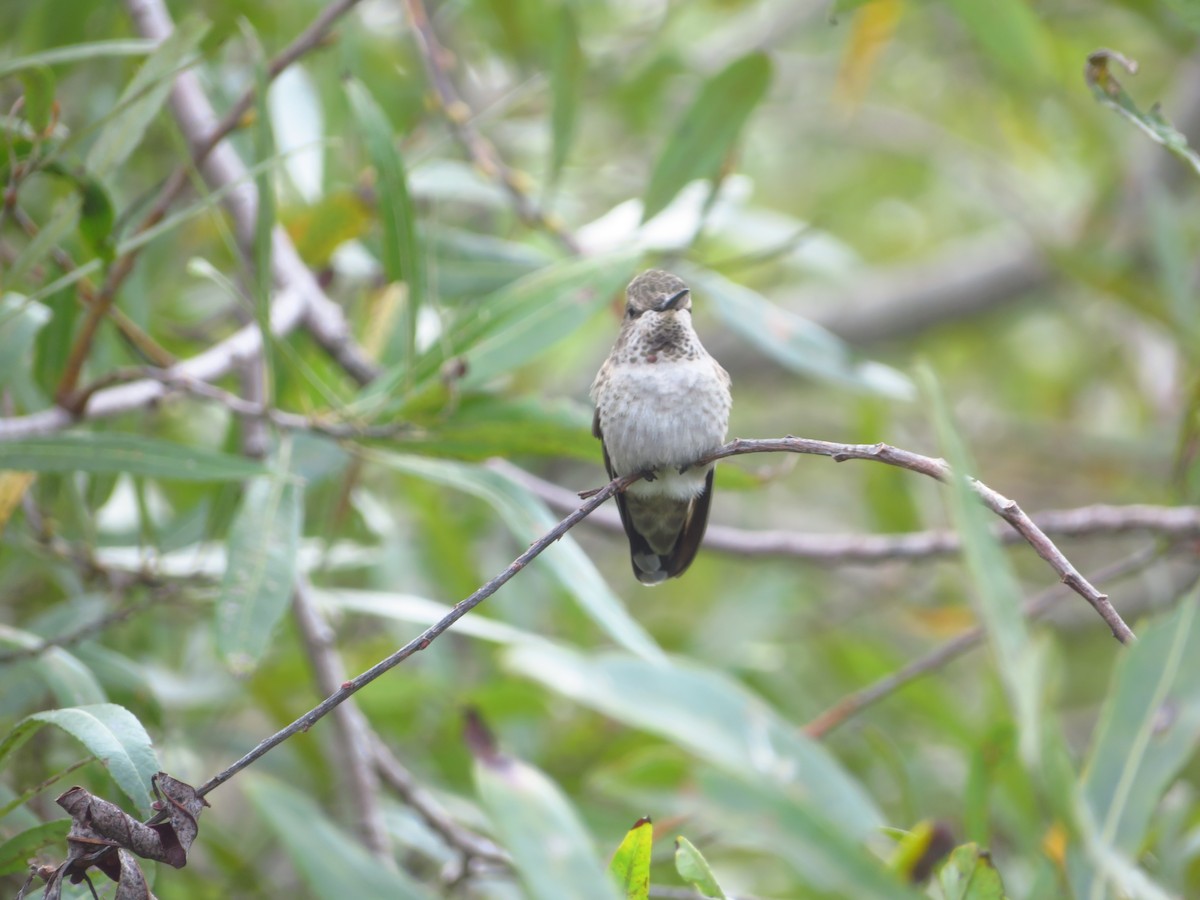 Anna's Hummingbird - ML616826636