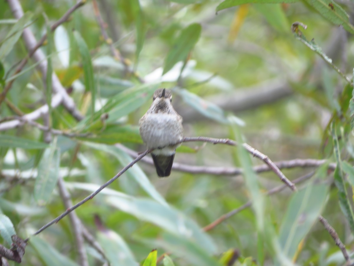 Anna's Hummingbird - ML616826637