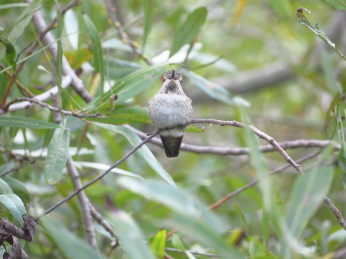 Anna's Hummingbird - ML616826638