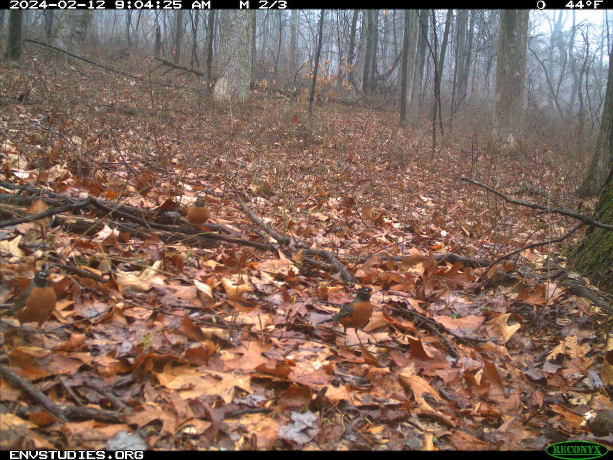 American Robin - ML616826643