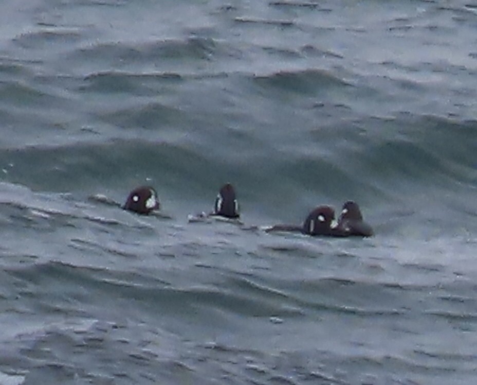 Harlequin Duck - ML616826646