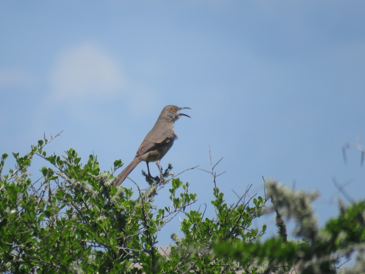 Curve-billed Thrasher - Will Baxter-Bray