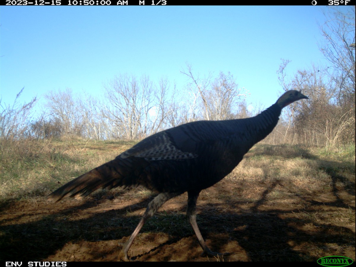 Wild Turkey - ML616826706