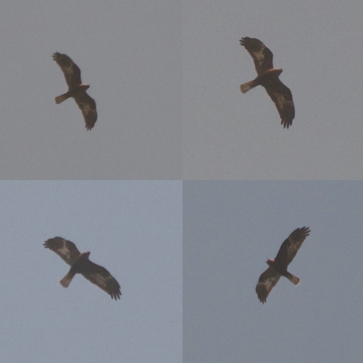 Western Marsh Harrier - ML616826710