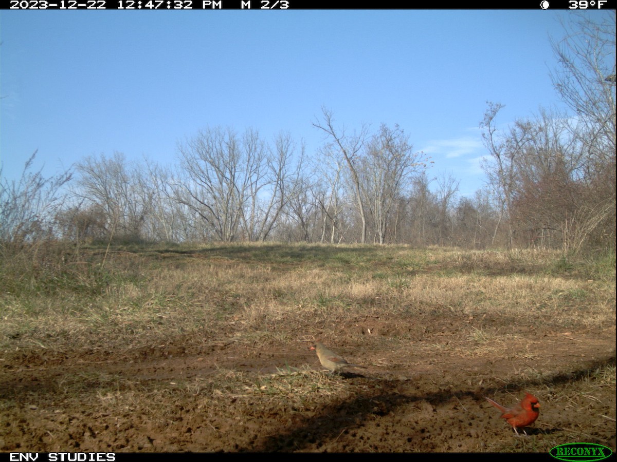 Northern Cardinal - ML616826745